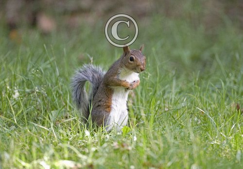 Grey Squirrel DM0579